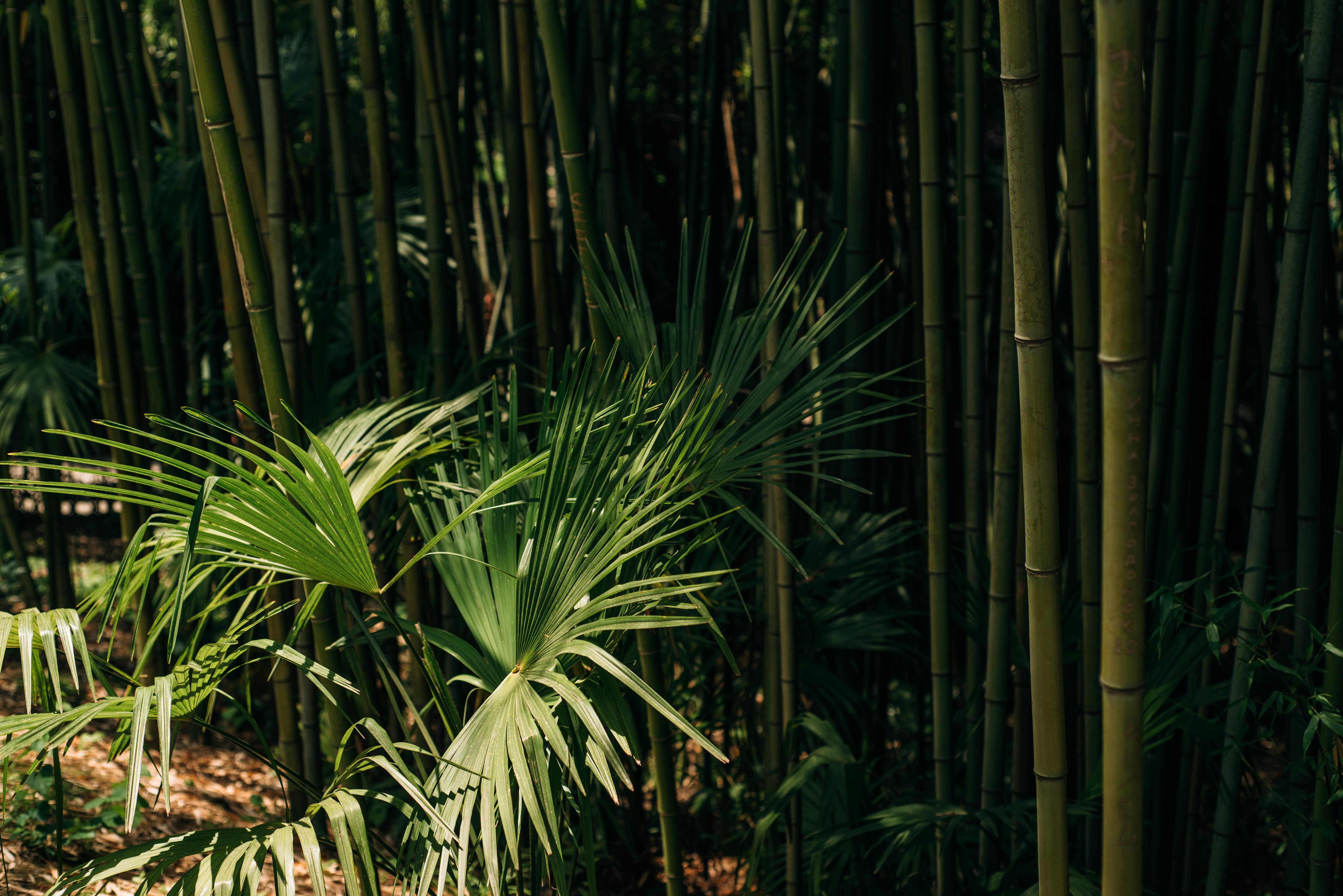 Bamboo forest